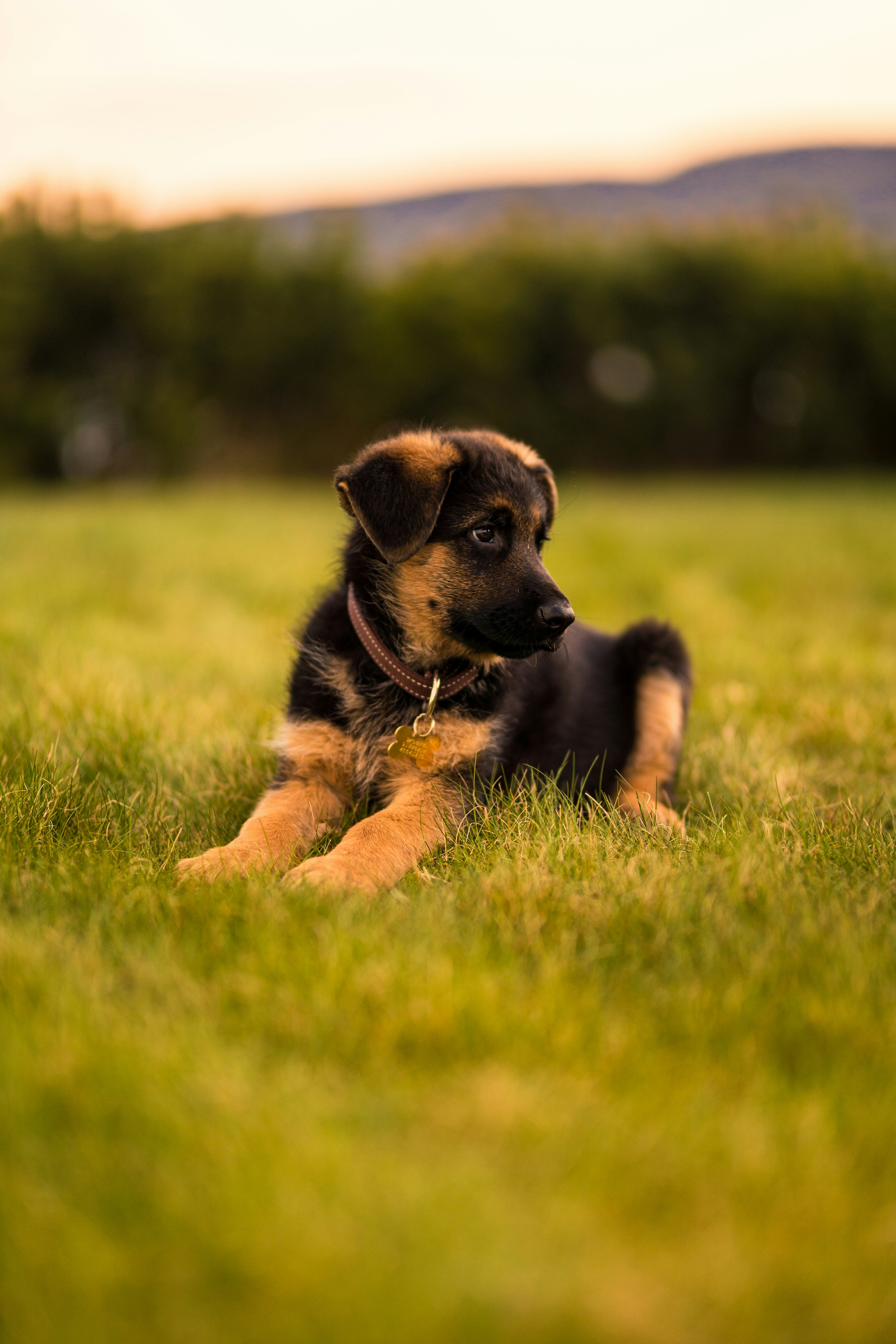 black and tan german shepherd puppy lying on green grass field during daytime