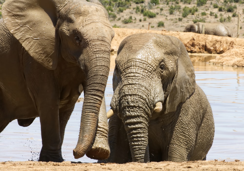 2 éléphants gris sur sol brun pendant la journée