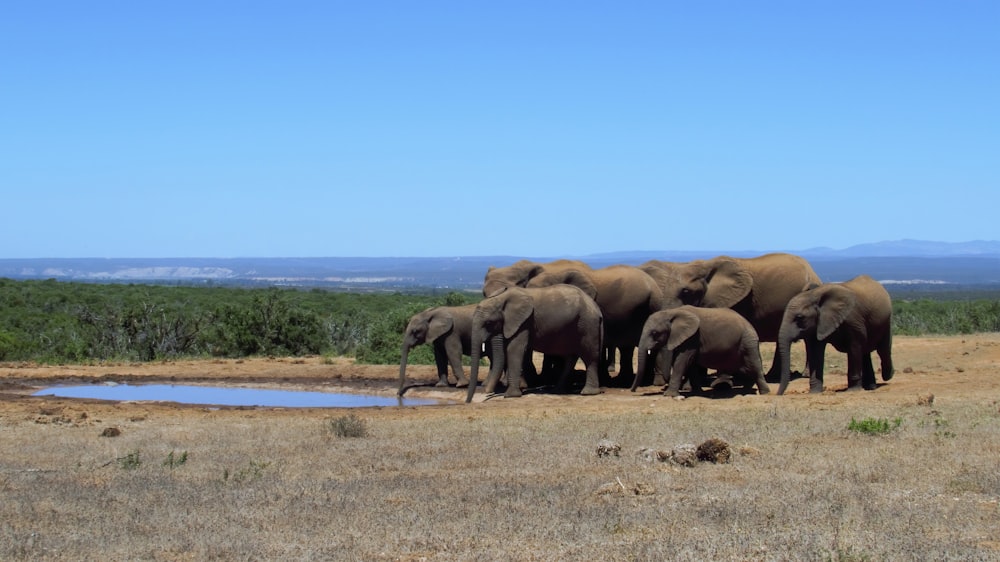 group of elephants on brown field during daytime