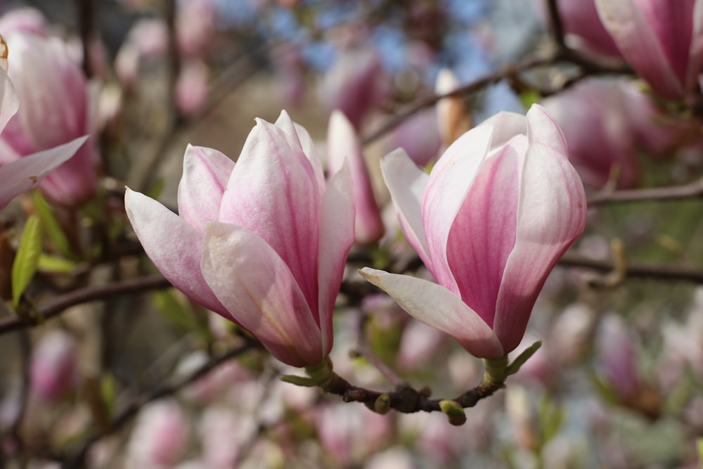 pink and white flower in tilt shift lens