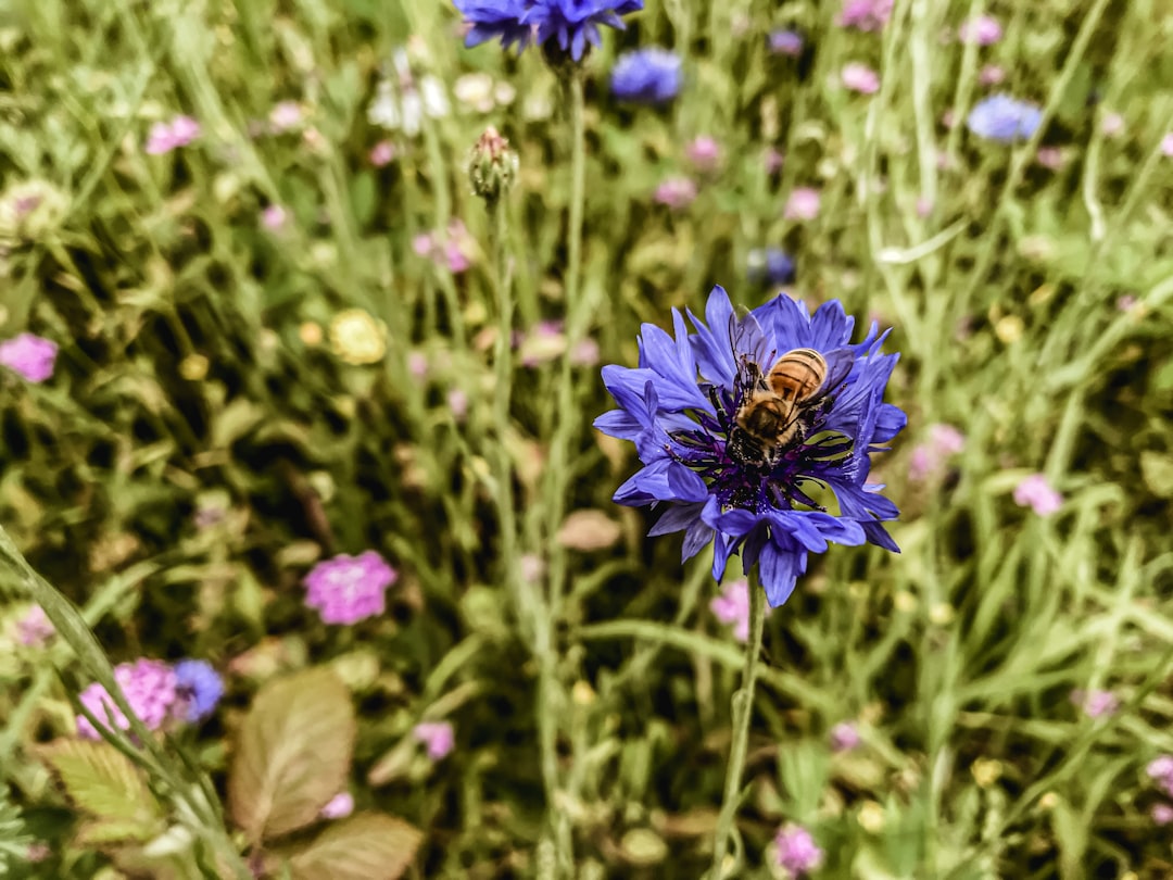 purple flower in tilt shift lens