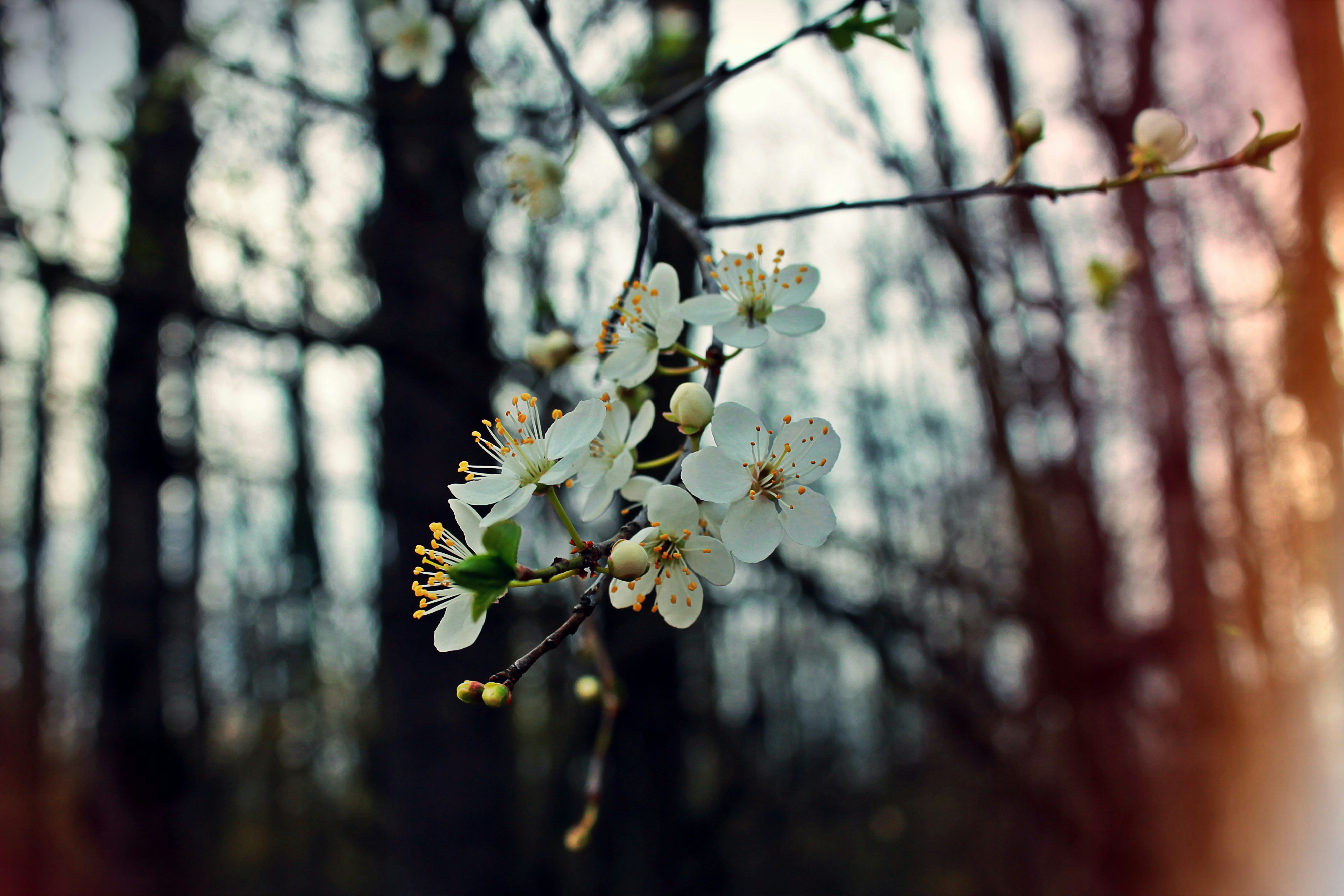 Cireși în floare de Sânziene în Arad. Avertismentul experților: pomii sunt în pericol imagine postare