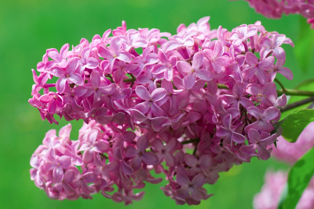 purple flowers in tilt shift lens