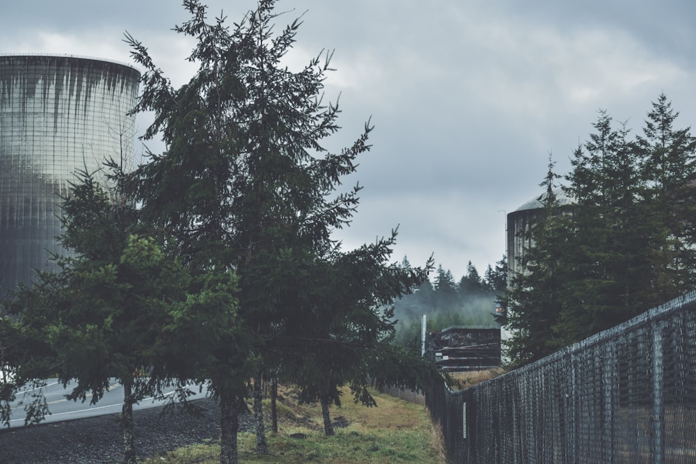 green tree near brown wooden fence