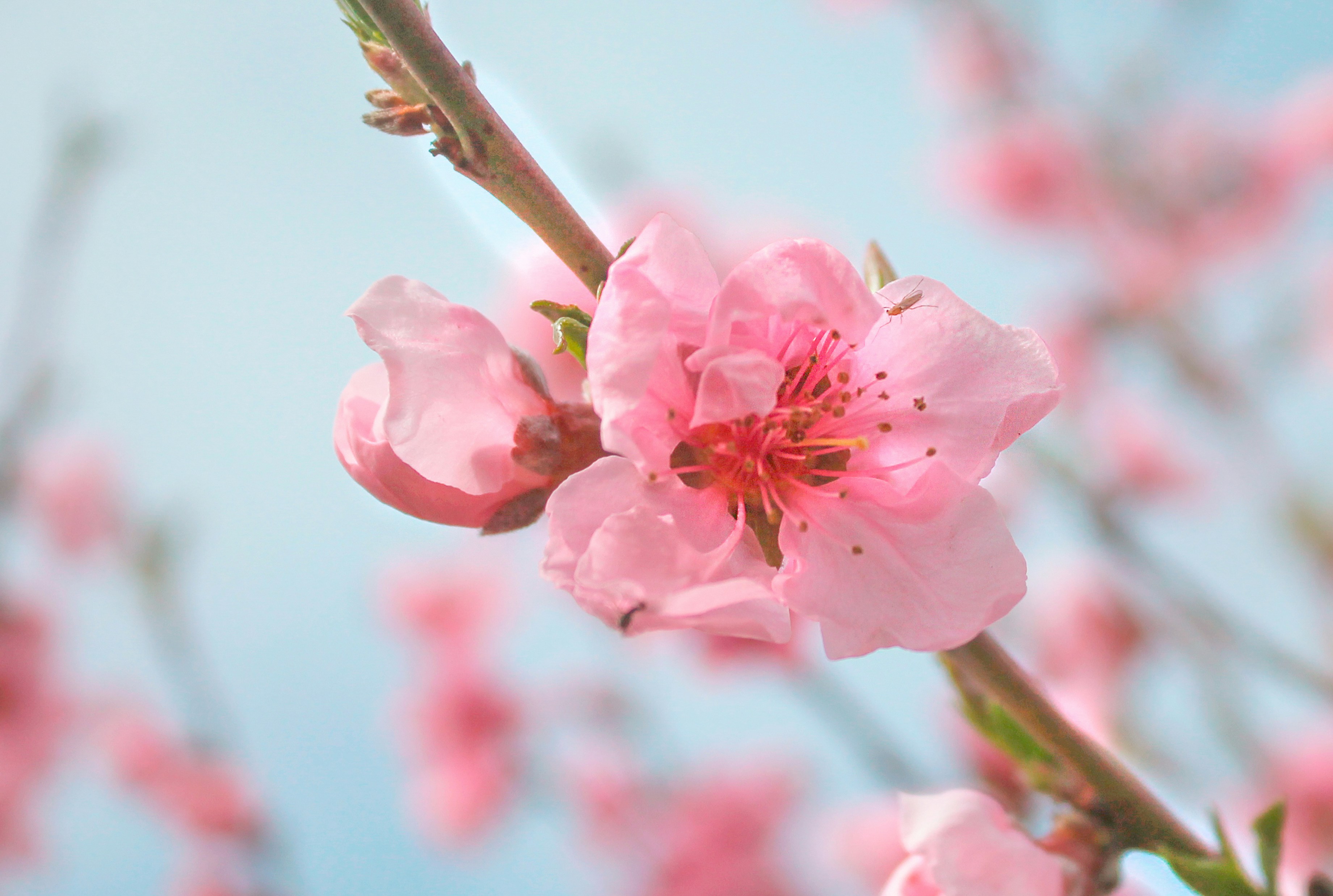 Photo by olgamusiichuck