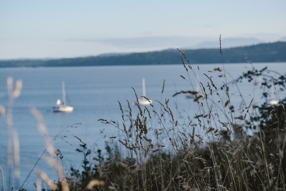 white swan on water during daytime