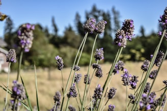 purple flower in tilt shift lens