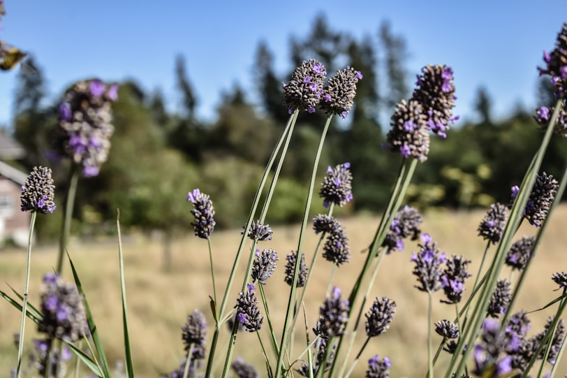 purple flower in tilt shift lens