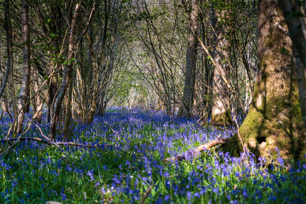 campo di fiori blu con tronco d'albero marrone