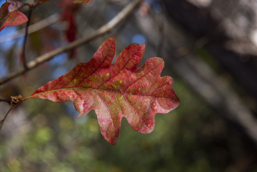 red maple leaf in tilt shift lens