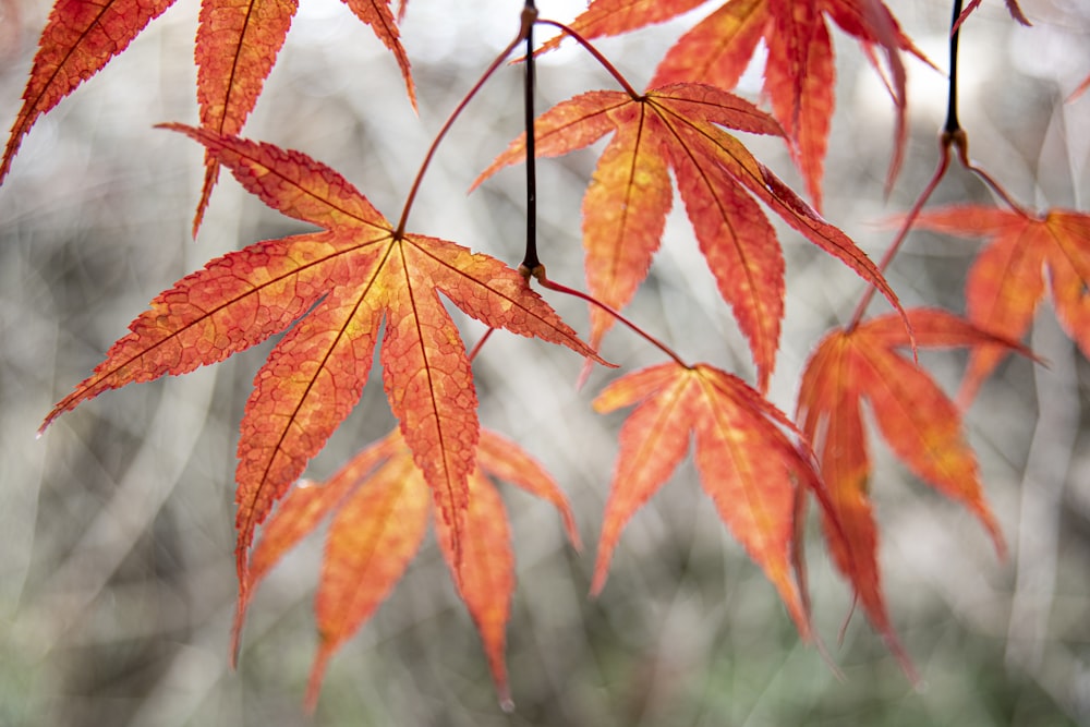 red leaves in tilt shift lens