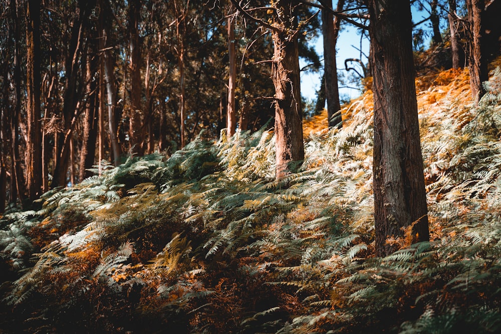 alberi marroni su campo marrone durante il giorno