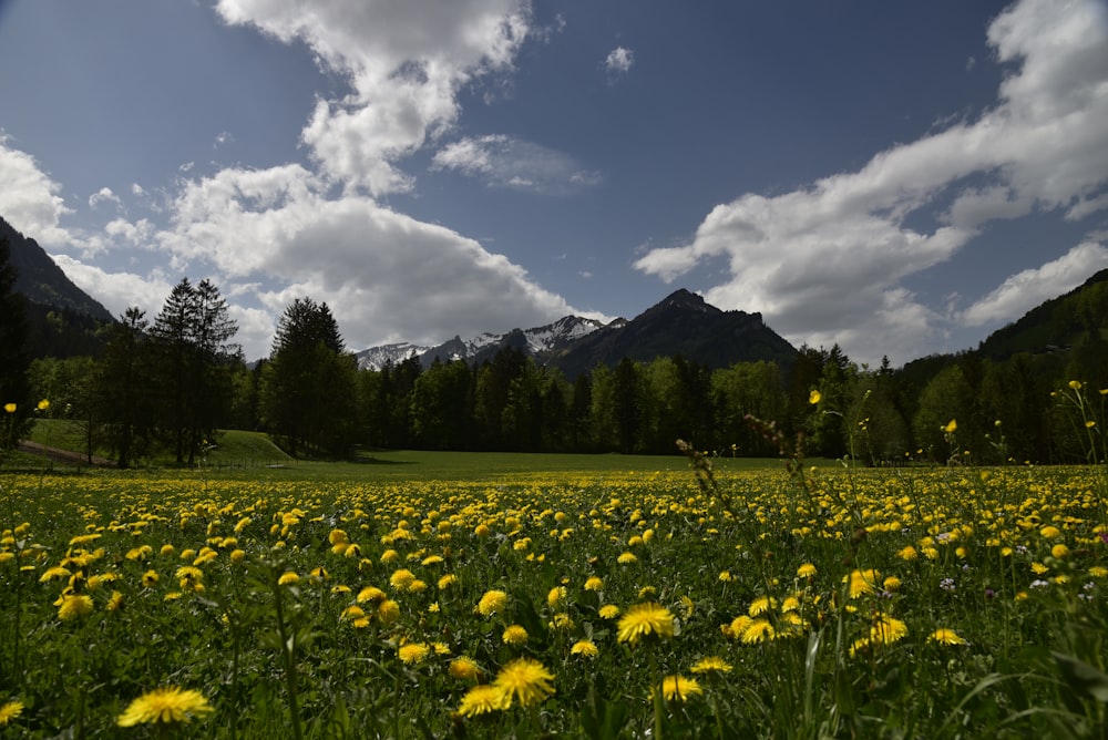 yellow flower field near green trees under blue sky during daytime