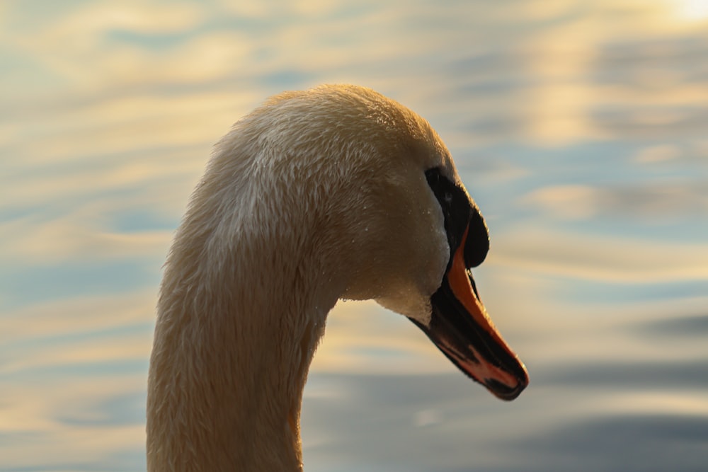 white swan on water during daytime