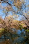 green trees beside river during daytime