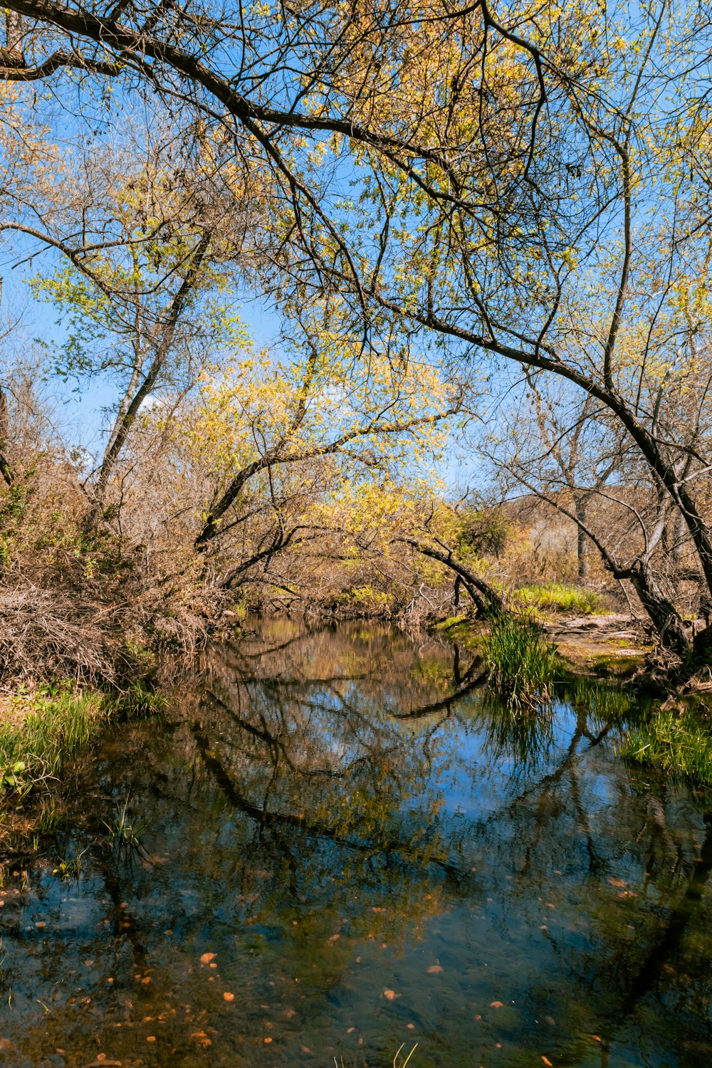 green trees beside river during daytime