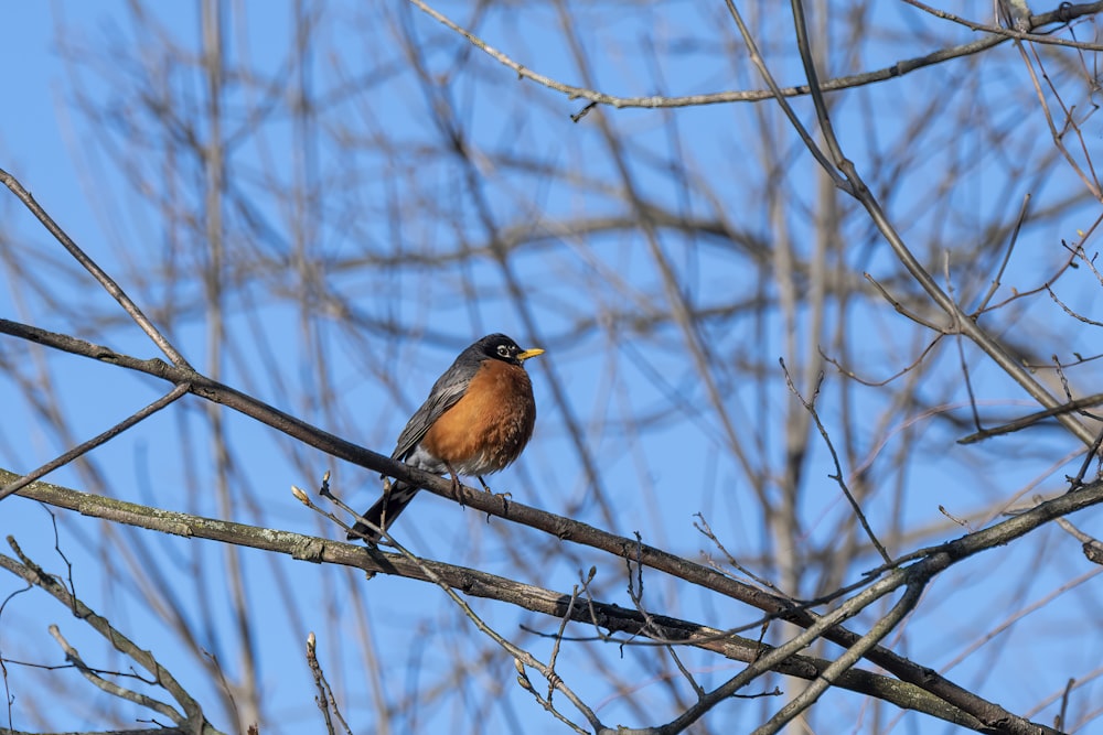 brown and black bird on brown tree branch during daytime