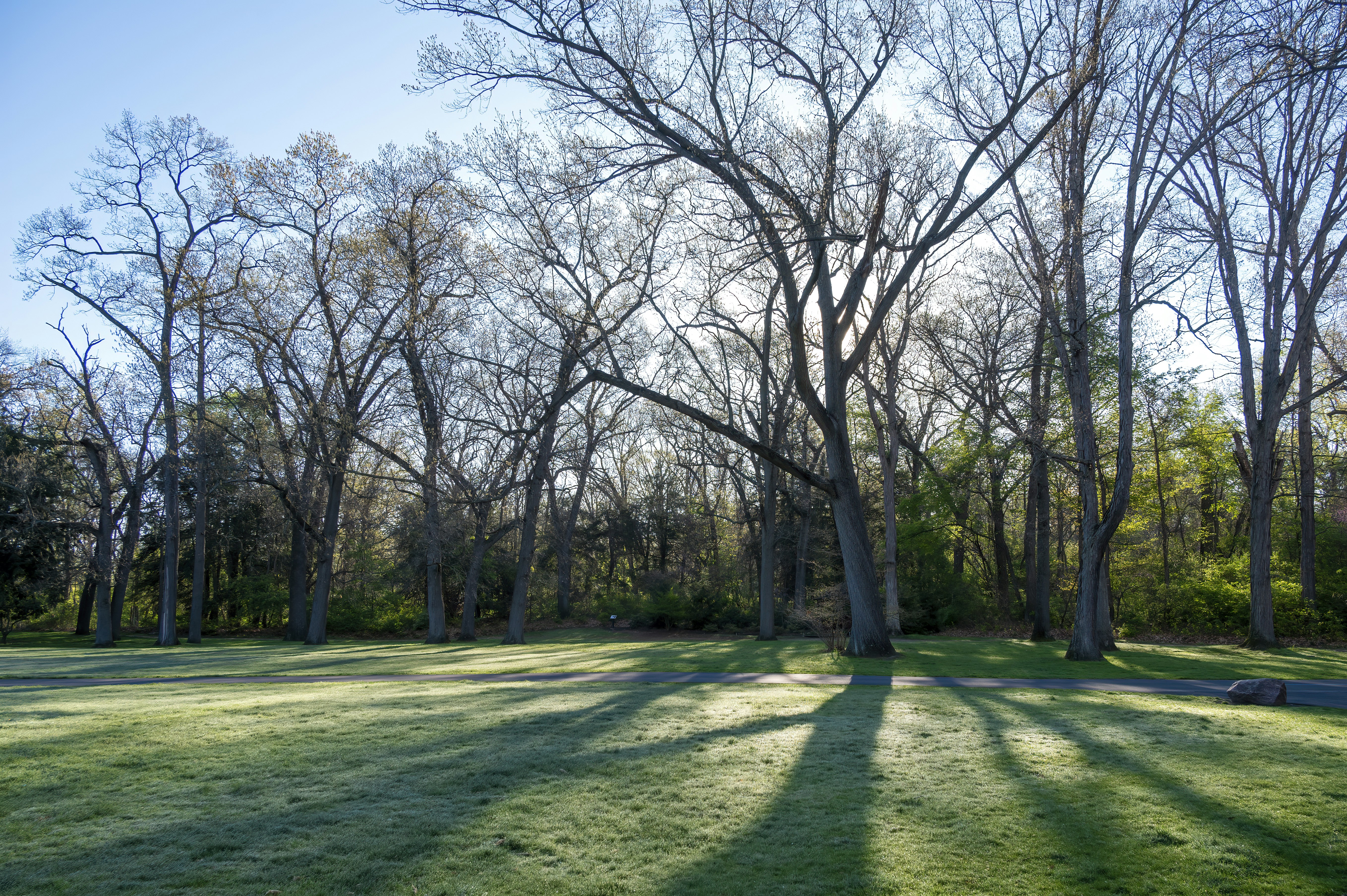 Leafless trees on green grass field