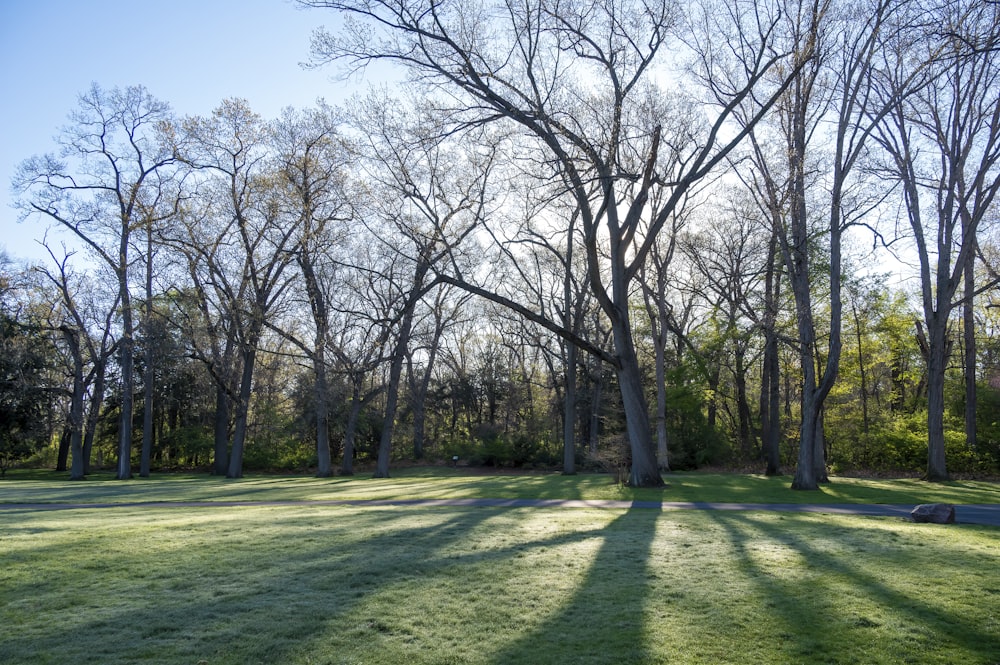 leafless trees on green grass field during daytime