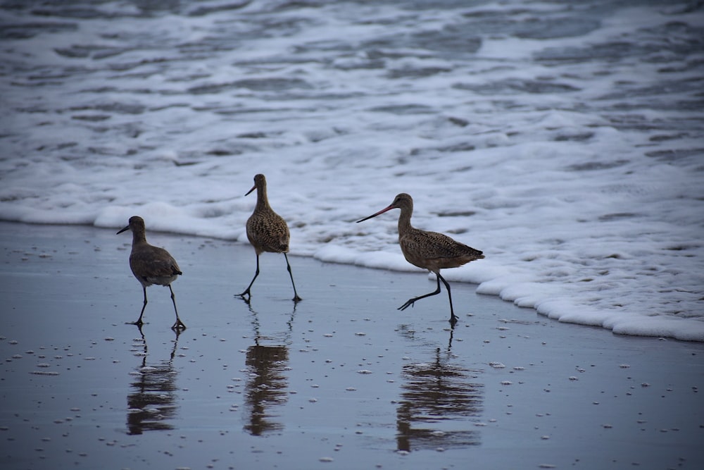 flock of birds on water during daytime