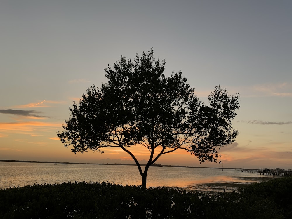 árvore verde perto do corpo de água durante o pôr do sol