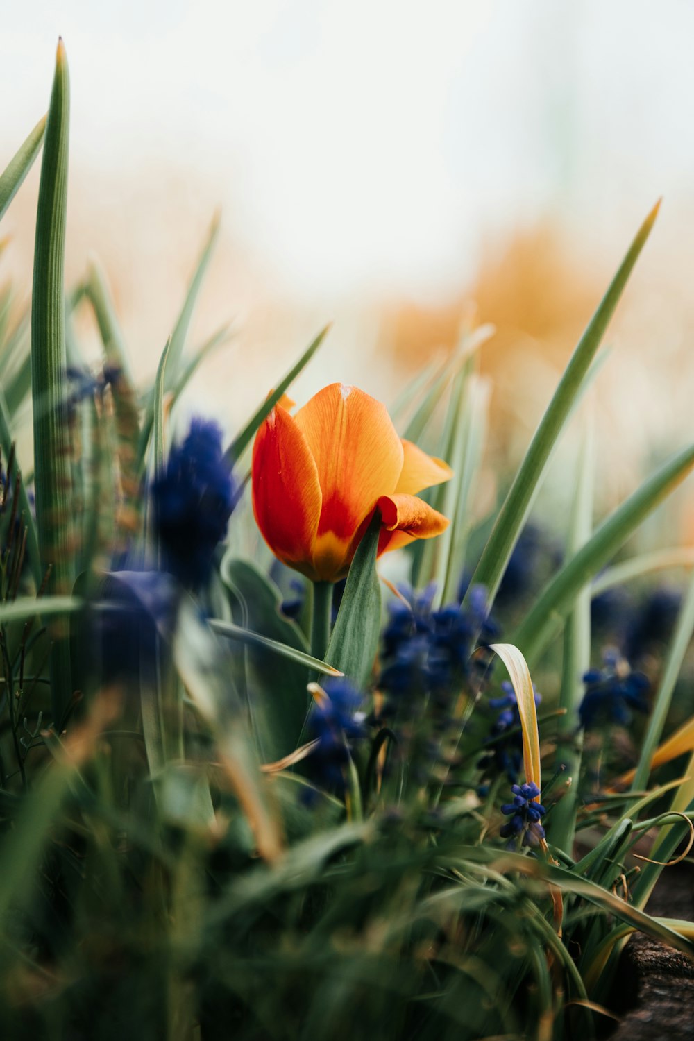 orange flower on green grass during daytime