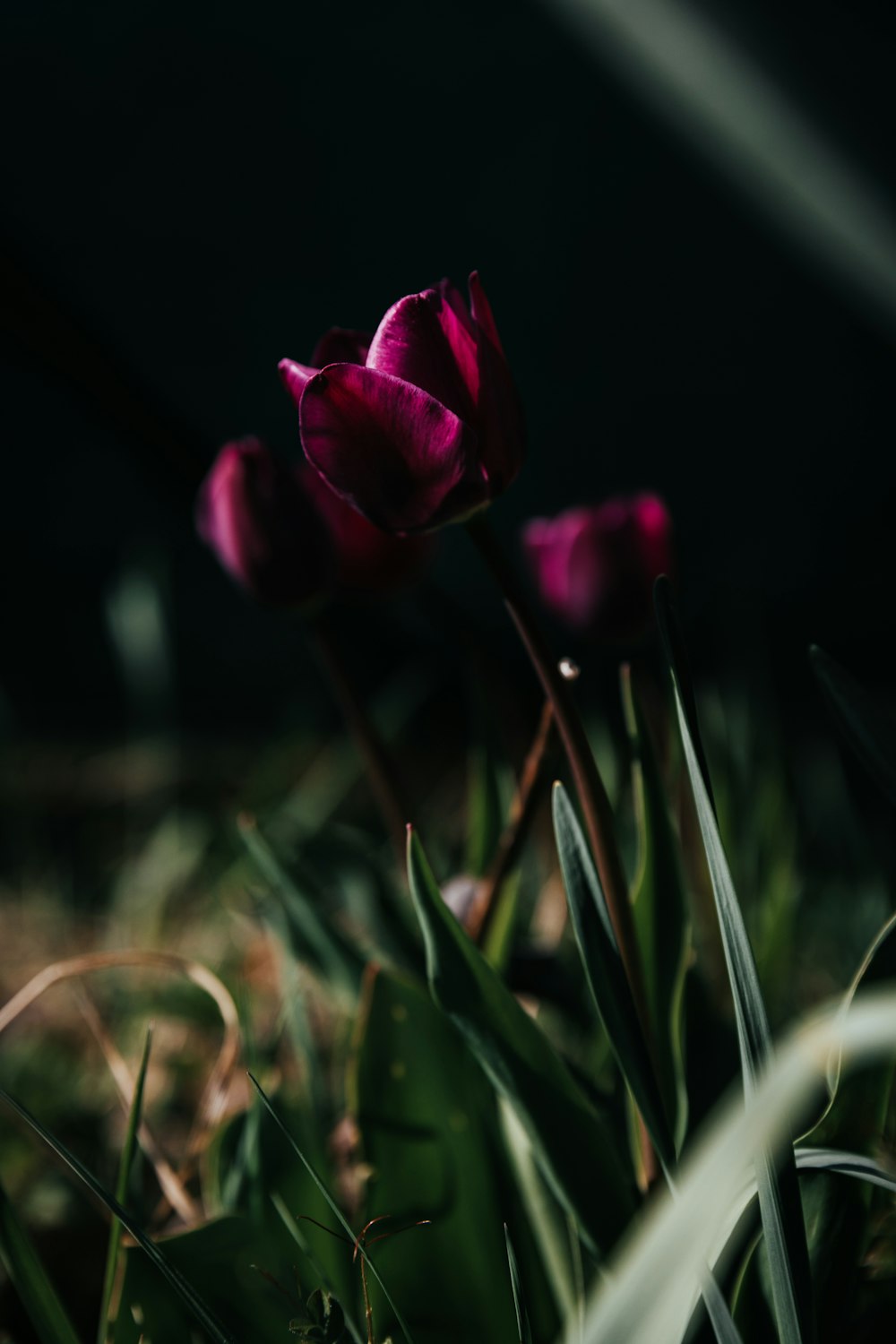 pink flower on brown grass