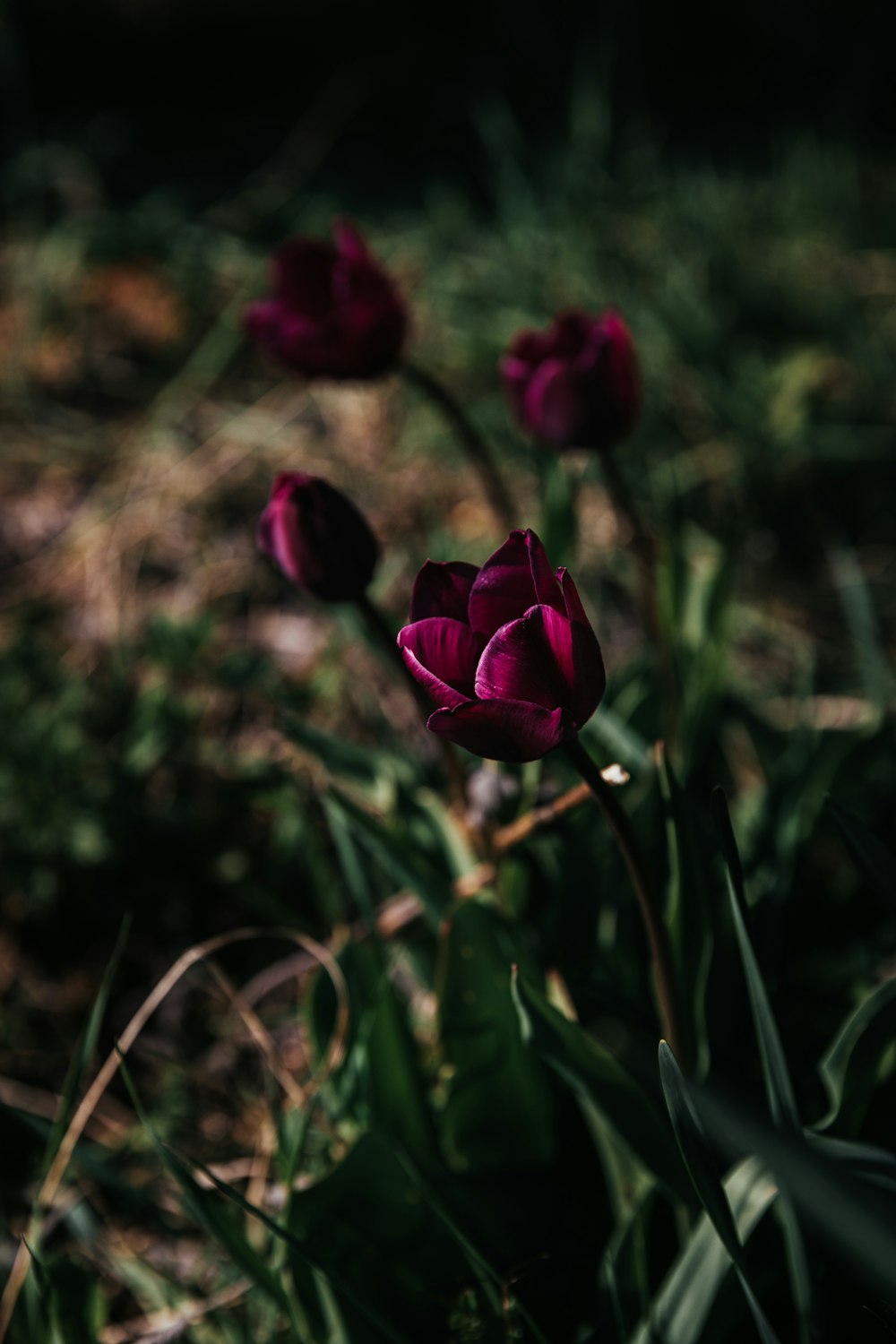 purple flower in tilt shift lens