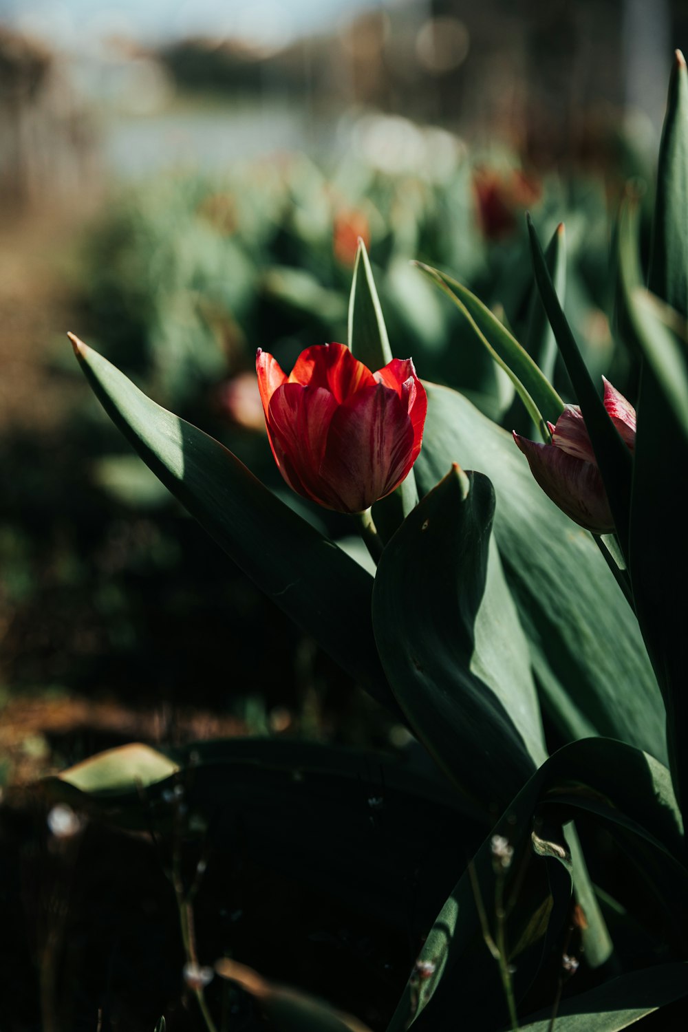 red flower in tilt shift lens