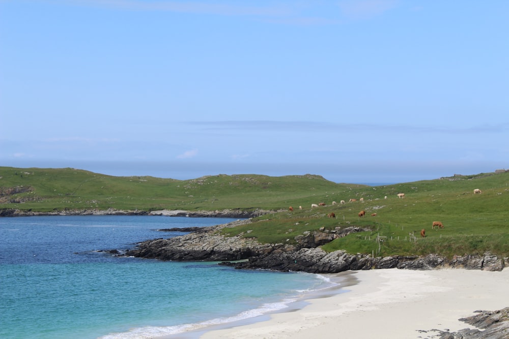 green grass field on hill by the sea under blue sky during daytime