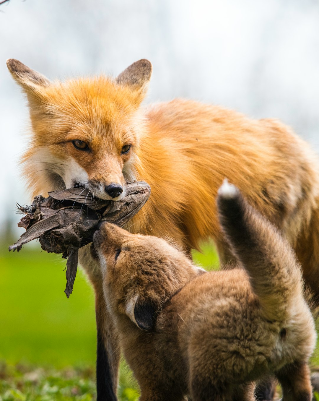 brown fox on green grass during daytime