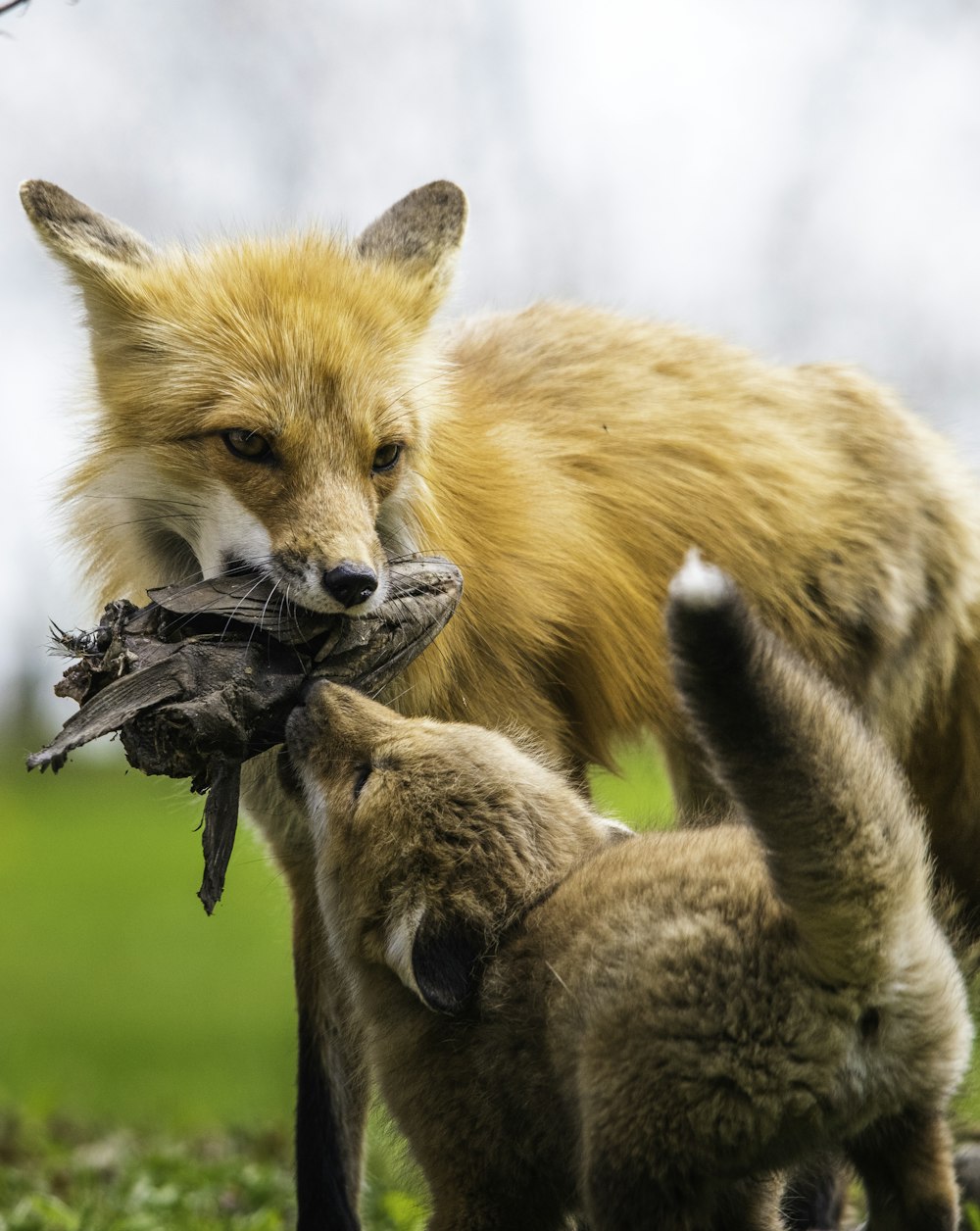 Brauner Fuchs tagsüber auf grünem Gras