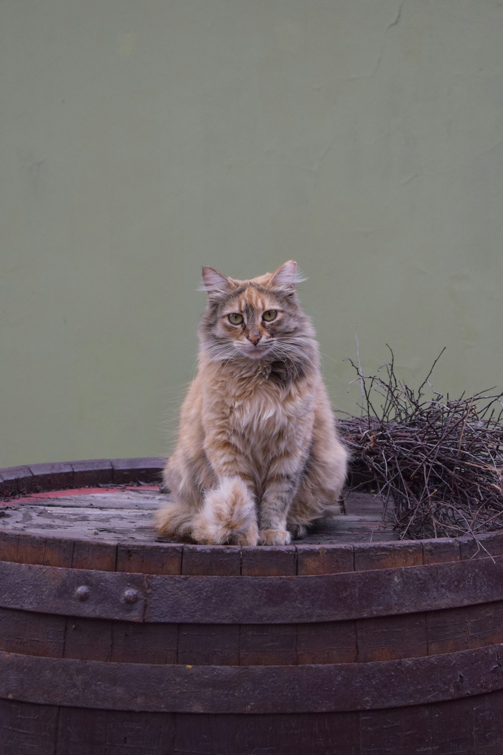 orange tabby cat on brown wooden round table