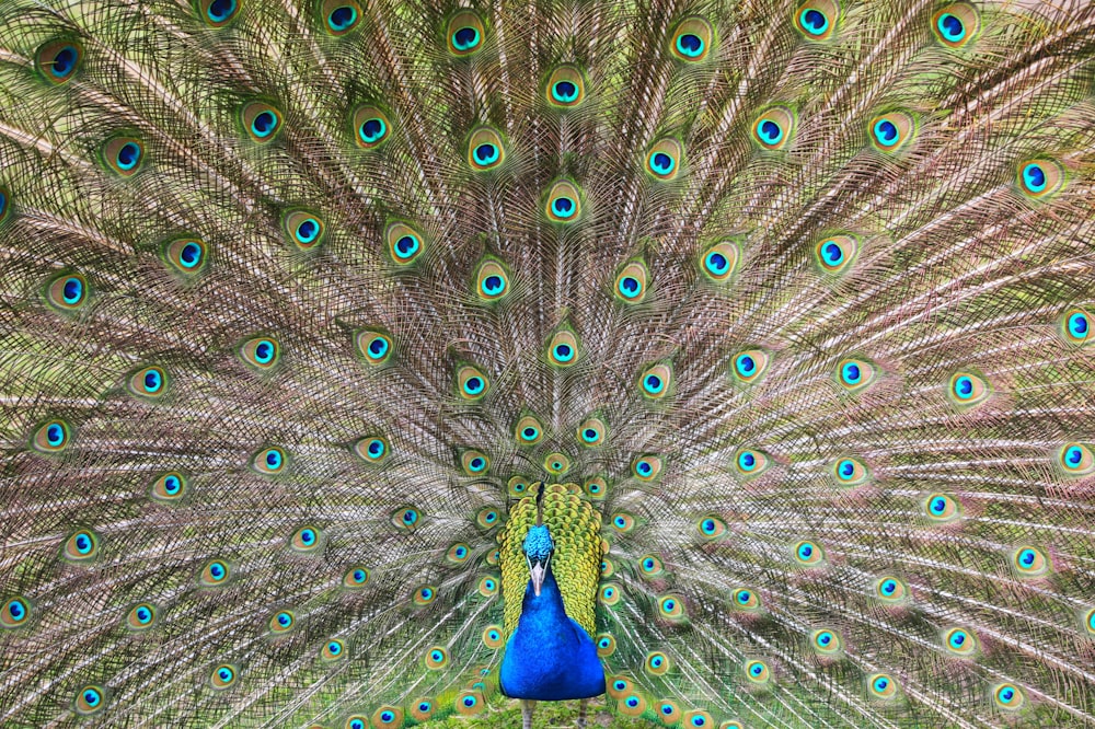 blue green and brown peacock feather