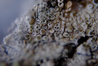 Macro shot of zeolite mineral surface with vibrant microorganisms thriving on it.