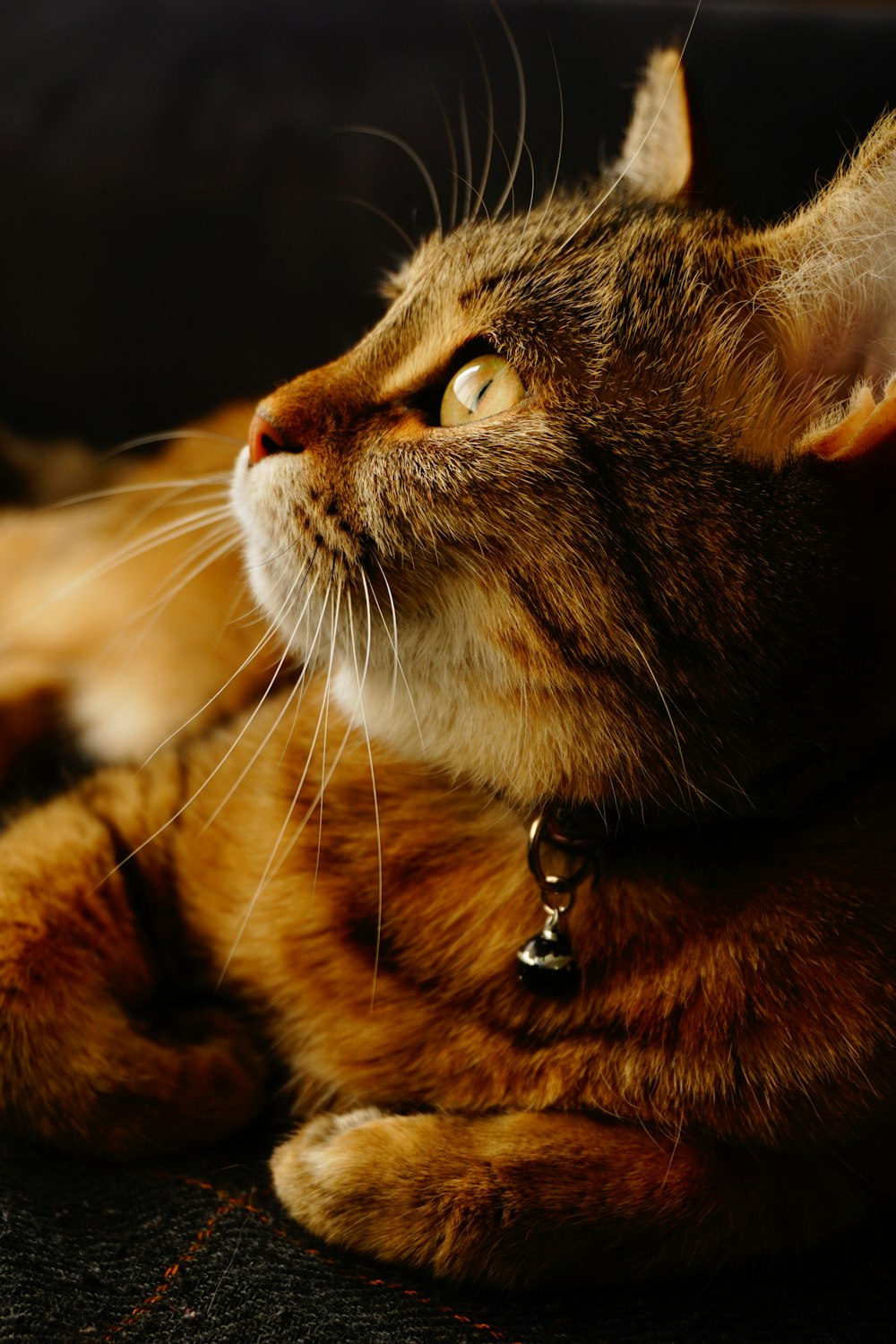 brown tabby cat with orange eyes