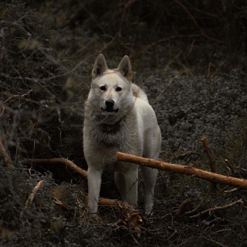 cão branco e marrom de pelagem curta em folhas secas marrons