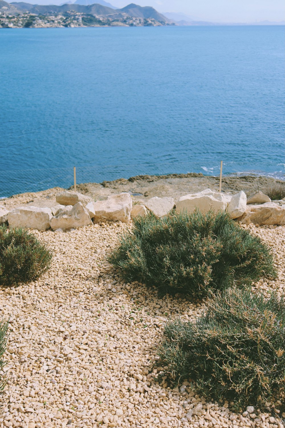 green grass on brown rocky shore during daytime