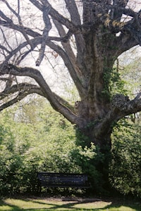 Oak Tree Bench