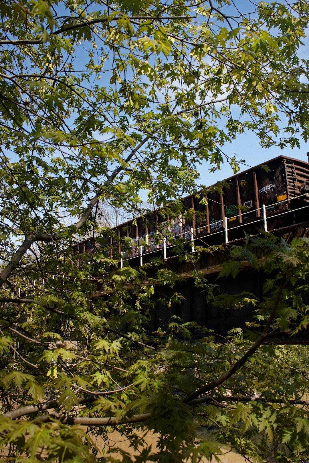 brown wooden bridge over green trees during daytime