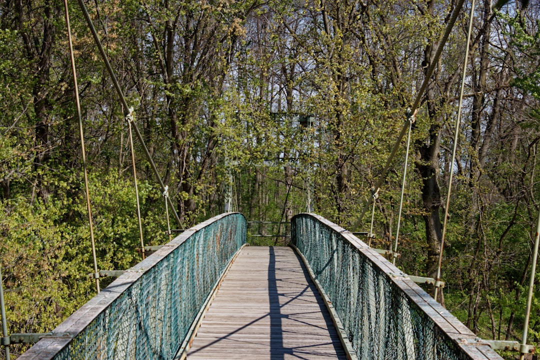 brown wooden bridge in forest during daytime