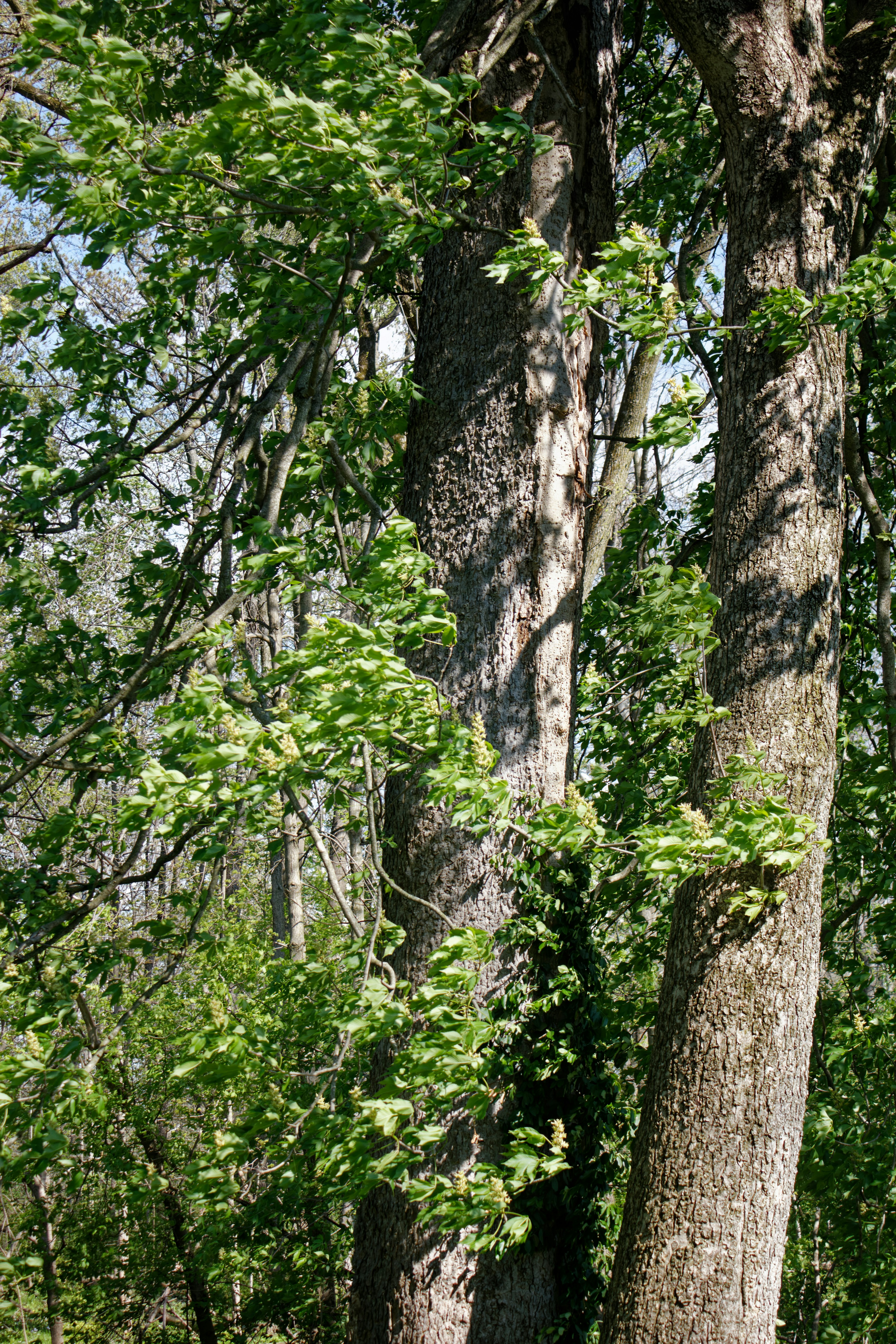 Photo by mrgreatheart