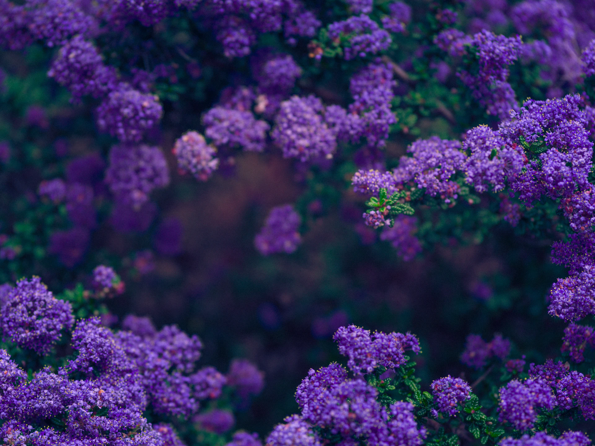 purple flower in macro lens