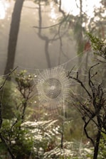 spider web on green plant during daytime