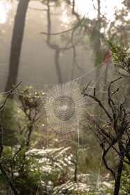 spider web on green plant during daytime