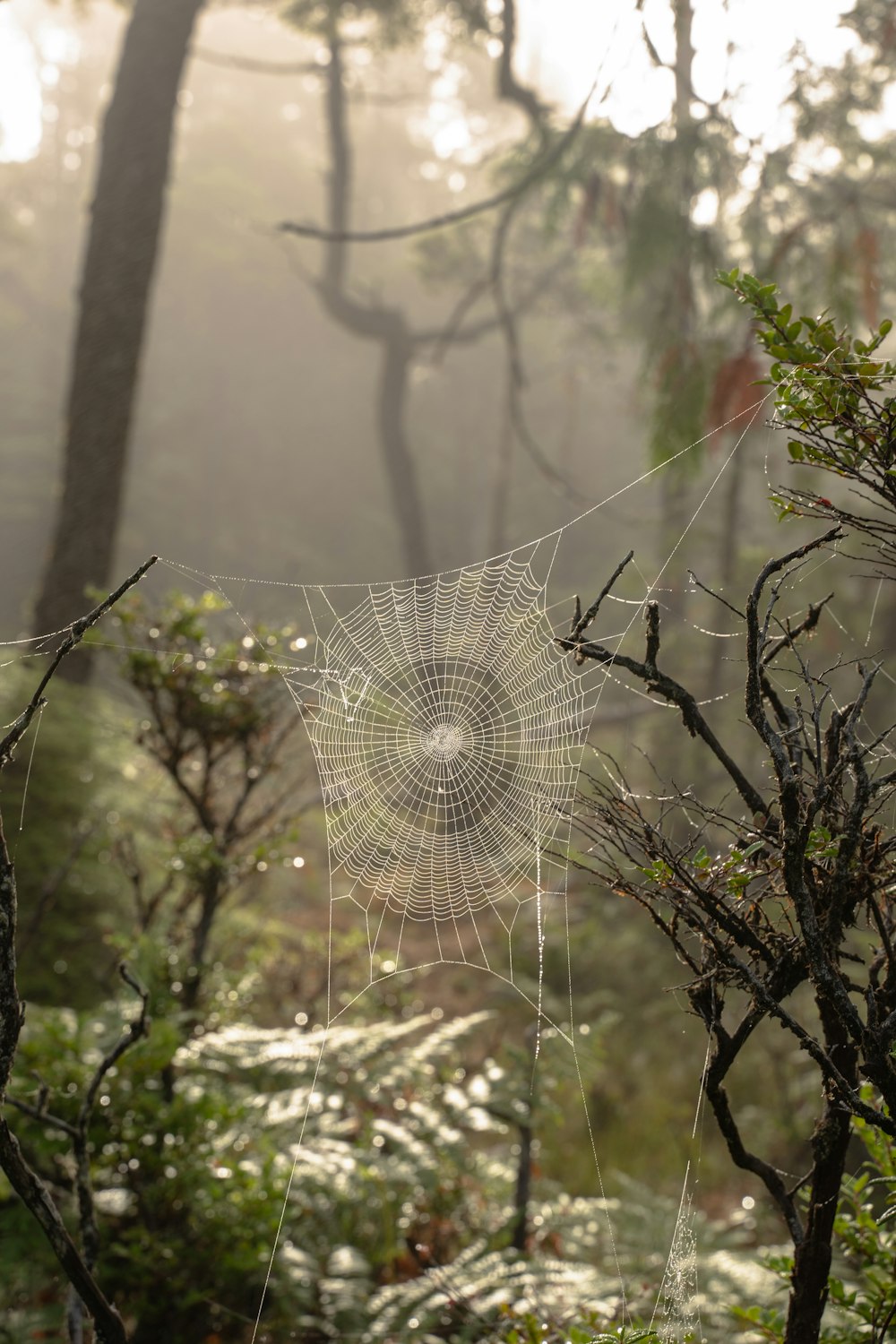 spider web on green plant during daytime