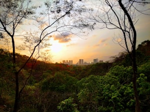 Sunset view over the jungle canopy with orangutans silhouetted in the trees.