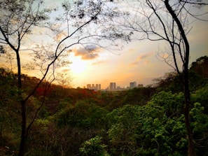 Sunset view over the open lots with silhouettes of trees and the sky painted in warm colors