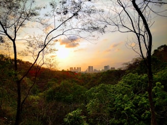 Sunset view over the hotel’s garden with silhouettes of trees.