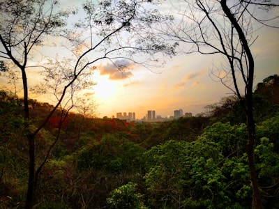 Sunset view over a vacant plot surrounded by mature trees in the layout.